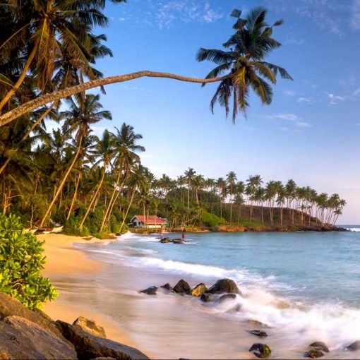 Мирисса Шри Ланка. Мирисса Шри Ланка пальмы. Пляж Мирисса Шри Ланка. Хиккадува Шри Ланка. Калипсо шри ланка