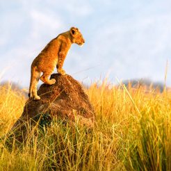 تور آفریقای جنوبی ۸شب ۴دی